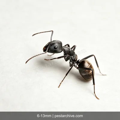 Ants (Sugar ants, Pavement ants, Odorous house ants) | pestarchive.com