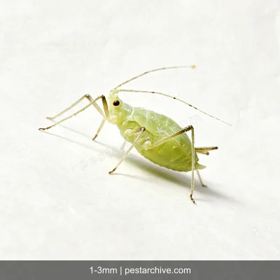 Afidi (Afide verde, Afide nero) | pestarchive.com