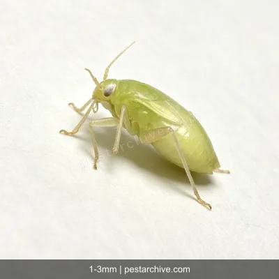 Afidi (Afide verde, Afide nero) | pestarchive.com