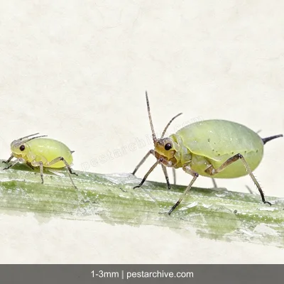 Afidi (Afide verde, Afide nero) | pestarchive.com