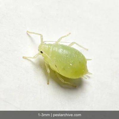 Afidi (Afide verde, Afide nero) | pestarchive.com