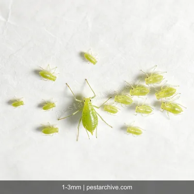 Afidi (Afide verde, Afide nero) | pestarchive.com