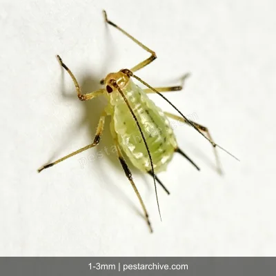 Afidi (Afide verde, Afide nero) | pestarchive.com