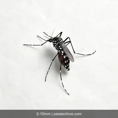 Zanzare tigre asiatiche (Zanzara tigre) | pestarchive.com