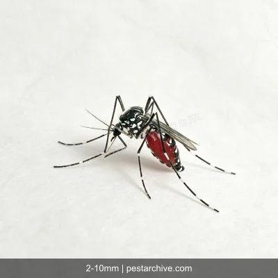 Zanzare tigre asiatiche (Zanzara tigre) | pestarchive.com