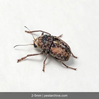 Punteruoli dei legumi (Bruco del fagiolo) | pestarchive.com