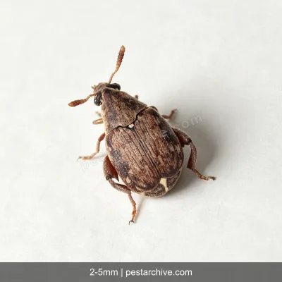 Punteruoli dei legumi (Bruco del fagiolo) | pestarchive.com