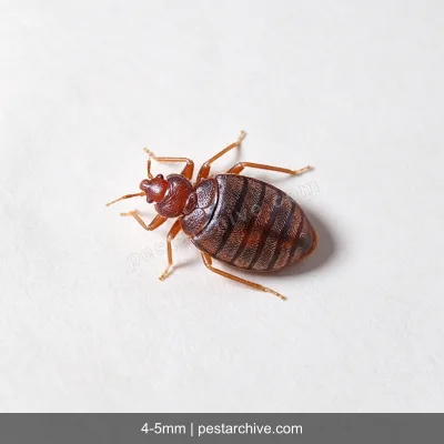 Cimici dei letti (Cimice da letto) | pestarchive.com