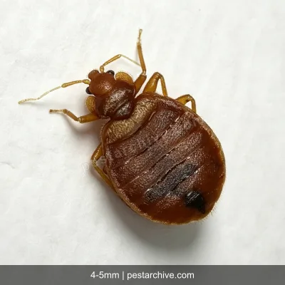 Cimici dei letti (Cimice da letto) | pestarchive.com