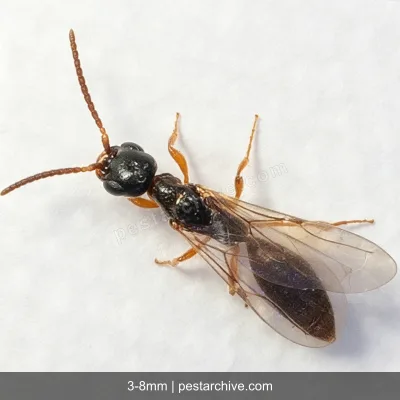 Vespe betilidi (Vespa parassita, Scleroderma) | pestarchive.com