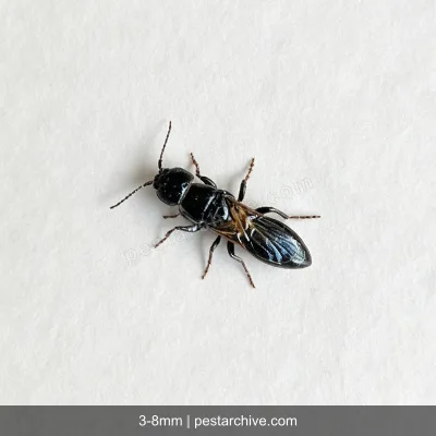 Vespe betilidi (Vespa parassita, Scleroderma) | pestarchive.com