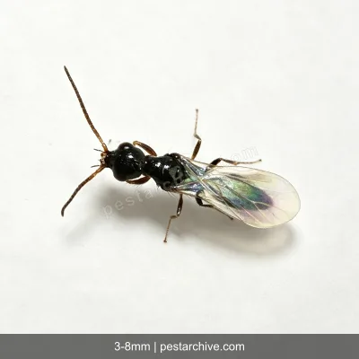 Vespe betilidi (Vespa parassita, Scleroderma) | pestarchive.com