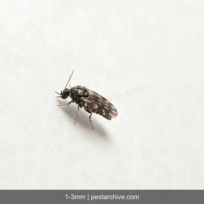 Ceratopogonidi (Pappataci? No sono diversi) | pestarchive.com