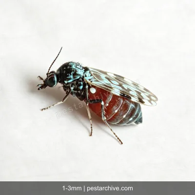 Ceratopogonidi (Pappataci? No sono diversi) | pestarchive.com