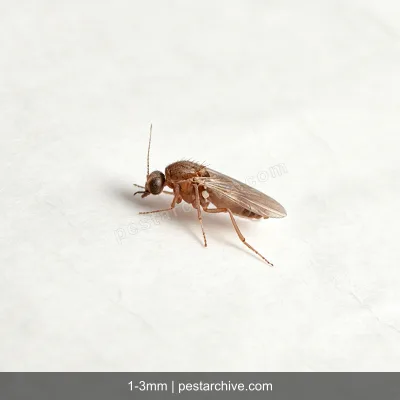 Ceratopogonidi (Pappataci? No sono diversi) | pestarchive.com