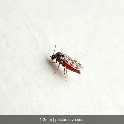 Ceratopogonidi (Pappataci? No sono diversi) | pestarchive.com