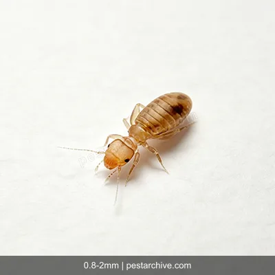 Staubläuse (Bücherläuse) | pestarchive.com