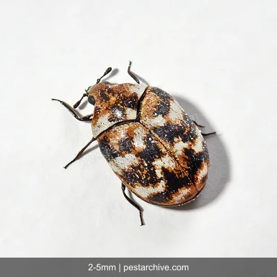 Coleotteri dei tappeti (Antreno dei tappeti, Coleottero dei tappeti) | pestarchive.com