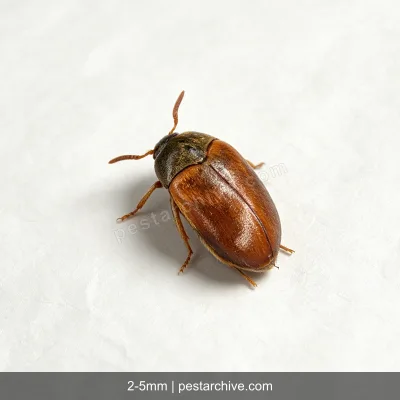 Coleotteri dei tappeti (Antreno dei tappeti, Coleottero dei tappeti) | pestarchive.com
