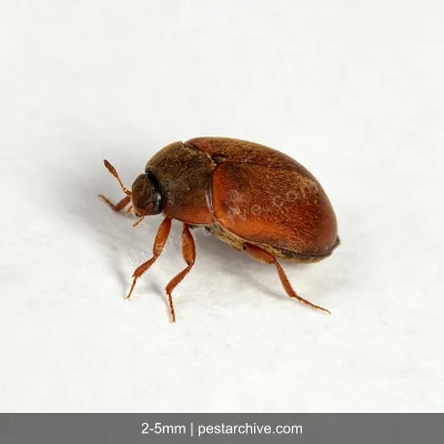Coleotteri dei tappeti (Antreno dei tappeti, Coleottero dei tappeti) | pestarchive.com