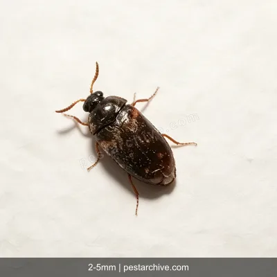 皮蠹虫