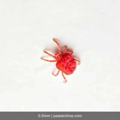Trombiculidi (Acaro rosso, Acaro dei prati) | pestarchive.com