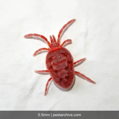 Trombiculidi (Acaro rosso, Acaro dei prati) | pestarchive.com
