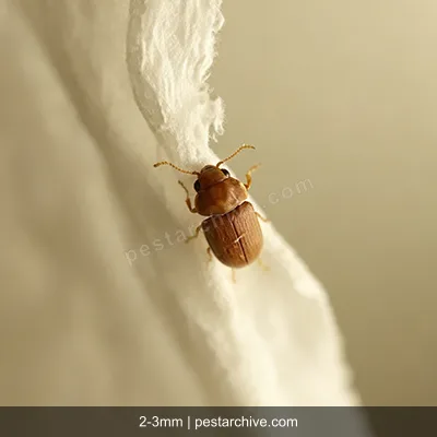 Coleotteri del tabacco (Tarlo del tabacco) | pestarchive.com
