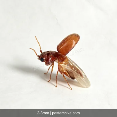 Coleotteri del tabacco (Tarlo del tabacco) | pestarchive.com