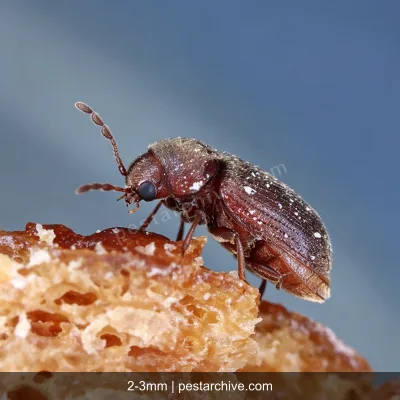 Coleotteri del tabacco (Tarlo del tabacco) | pestarchive.com