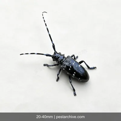 Cerambici degli agrumi (Cerambice dagli agrumi, Anoplophora) | pestarchive.com