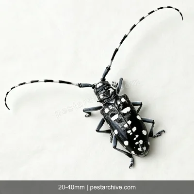 Cerambici degli agrumi (Cerambice dagli agrumi, Anoplophora) | pestarchive.com