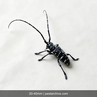 Cerambici degli agrumi (Cerambice dagli agrumi, Anoplophora) | pestarchive.com