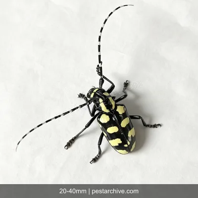 Cerambici degli agrumi (Cerambice dagli agrumi, Anoplophora) | pestarchive.com