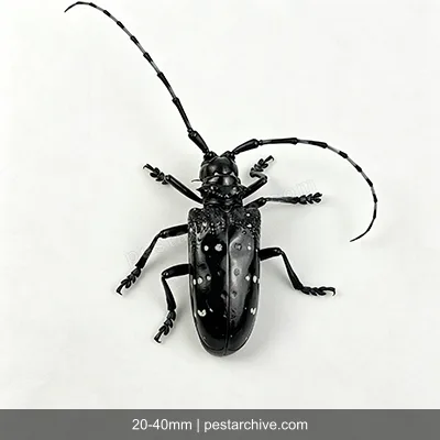 Cerambici degli agrumi (Cerambice dagli agrumi, Anoplophora) | pestarchive.com