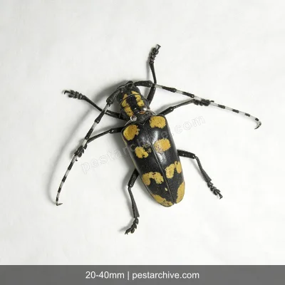 Cerambici degli agrumi (Cerambice dagli agrumi, Anoplophora) | pestarchive.com