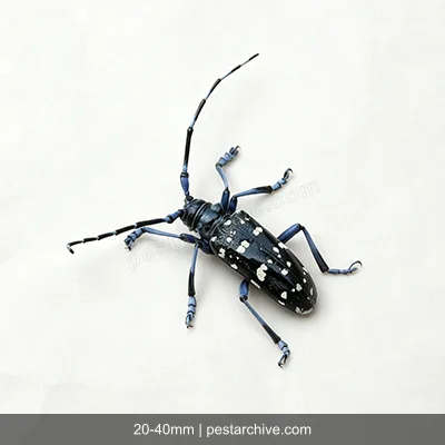 Cerambici degli agrumi (Cerambice dagli agrumi, Anoplophora) | pestarchive.com