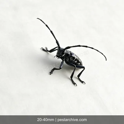 Cerambici degli agrumi (Cerambice dagli agrumi, Anoplophora) | pestarchive.com