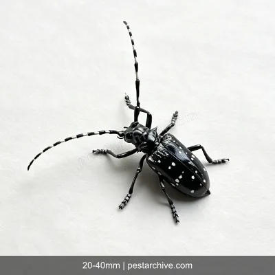 Cerambici degli agrumi (Cerambice dagli agrumi, Anoplophora) | pestarchive.com