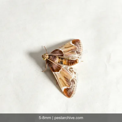 Tarme dei vestiti (Tignola dei tessuti) | pestarchive.com