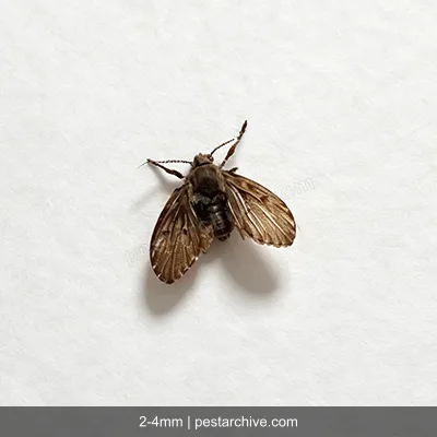 Moscerini degli scarichi (Mosca dei bagni, Moscerino dei tubi) | pestarchive.com