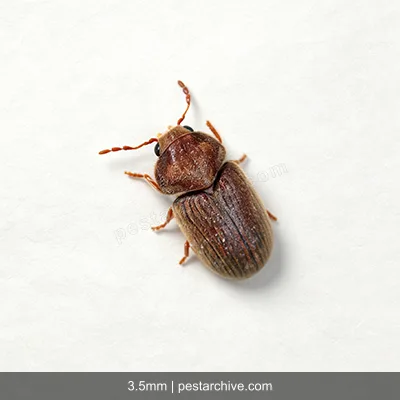 Brokkäfer (Kräuterdieb, Brotkäfer) | pestarchive.com