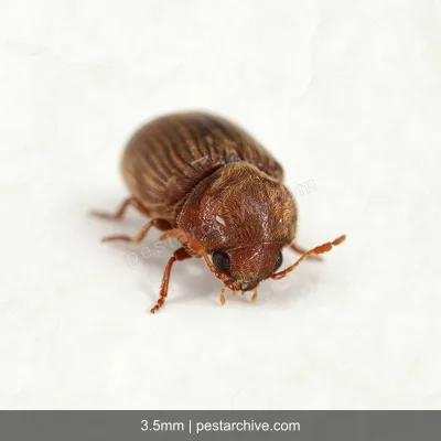 Brokkäfer (Kräuterdieb, Brotkäfer) | pestarchive.com