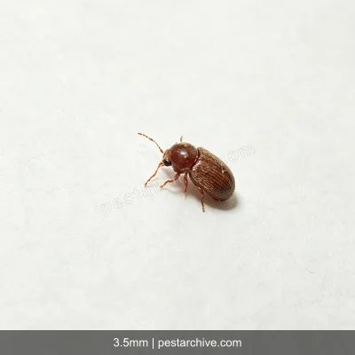 Brokkäfer (Kräuterdieb, Brotkäfer) | pestarchive.com