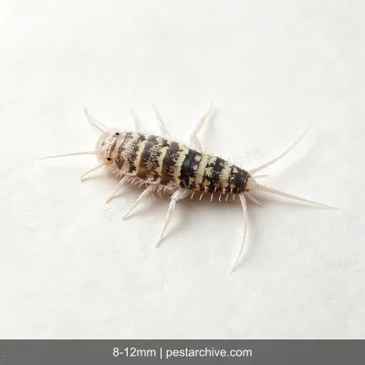 Termobie (Termobia domestica) | pestarchive.com