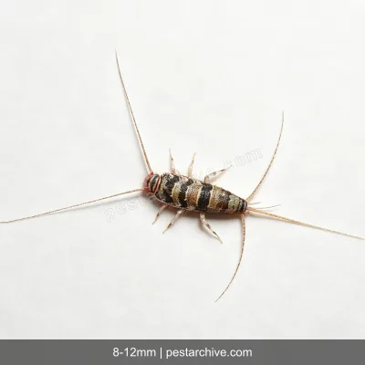 Termobie (Termobia domestica) | pestarchive.com