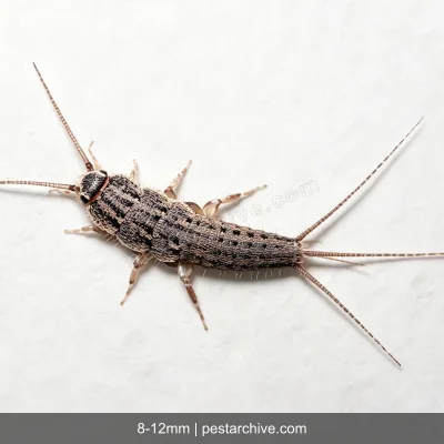 Termobie (Termobia domestica) | pestarchive.com