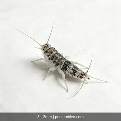 Termobie (Termobia domestica) | pestarchive.com