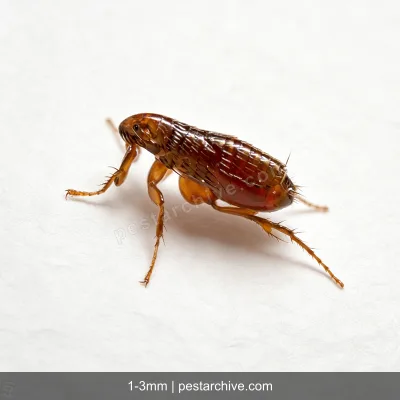 Fleas (Cat flea, Dog flea, Human flea) | pestarchive.com