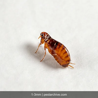 Fleas (Cat flea, Dog flea, Human flea) | pestarchive.com